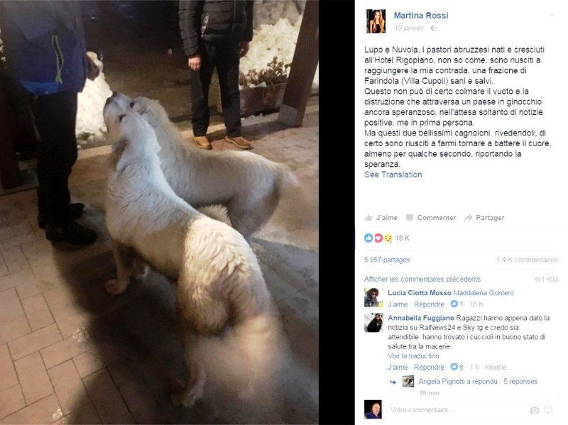 Ιταλία: Ανασύρθηκαν ζωντανά τρία κουταβάκια από το ξενοδοχείο Rigopiano [εικόνες & βίντεο] | iefimerida.gr 2