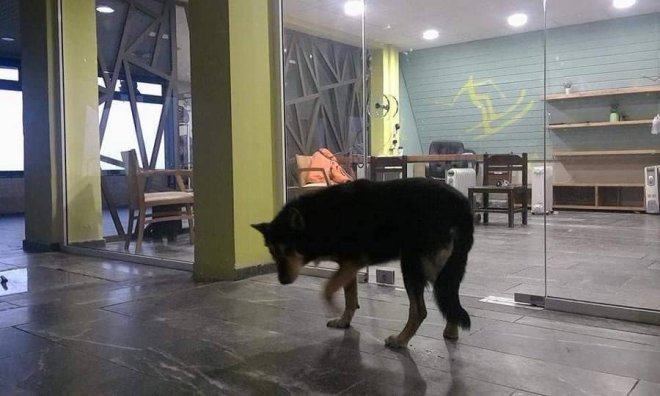 Eφυγε ο Στέργιος, ο φύλακας-άγγελος του χιονοδρομικού κέντρου Παρνασσού [εικόνες] | iefimerida.gr 4