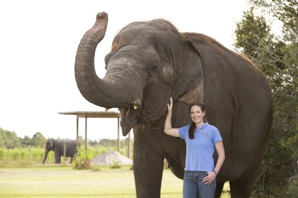 Τι γίνονται οι ελέφαντες του τσίρκου όταν γεράσουν [εικόνες] | iefimerida.gr 4