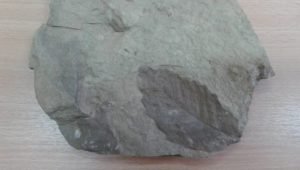 Βρέθηκε σε άριστη κατάσταση απολιθωμένο δάσος στη Ροδόπη [εικόνες]  | iefimerida.gr 2