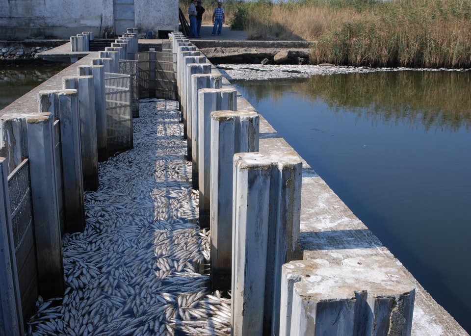 Τρομακτικό θέαμα στη λίμνη Ισμαρίδα στη Ροδόπη – Δέκα τόνοι νεκρά ψάρια από άγνωστη αιτία [εικόνες] | iefimerida.gr 0