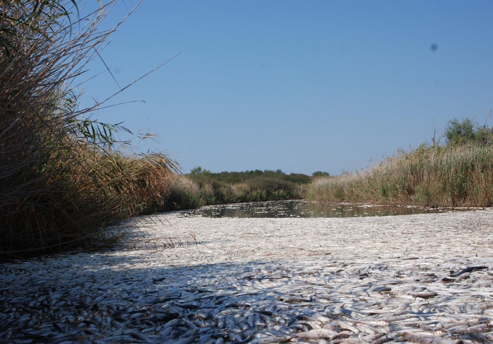 Τρομακτικό θέαμα στη λίμνη Ισμαρίδα στη Ροδόπη – Δέκα τόνοι νεκρά ψάρια από άγνωστη αιτία [εικόνες] | iefimerida.gr 1