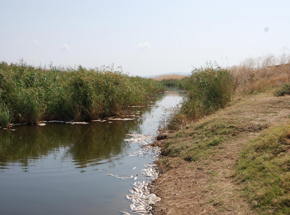 Τρομακτικό θέαμα στη λίμνη Ισμαρίδα στη Ροδόπη – Δέκα τόνοι νεκρά ψάρια από άγνωστη αιτία [εικόνες] | iefimerida.gr 2