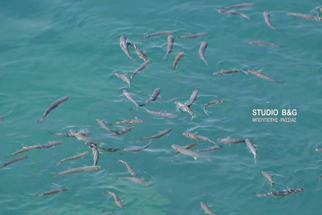 Αναυδοι ντόπιοι και τουρίστες στο Ναύπλιο: Σαρδέλες βγήκαν στη στεριά [εικόνες & βίντεο] | iefimerida.gr 3