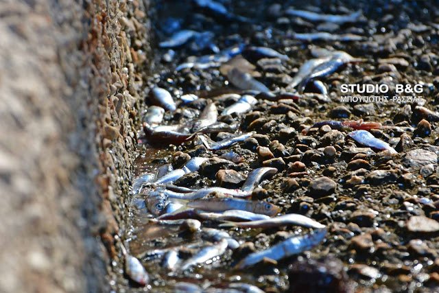 Αναυδοι ντόπιοι και τουρίστες στο Ναύπλιο: Σαρδέλες βγήκαν στη στεριά [εικόνες & βίντεο] | iefimerida.gr 5