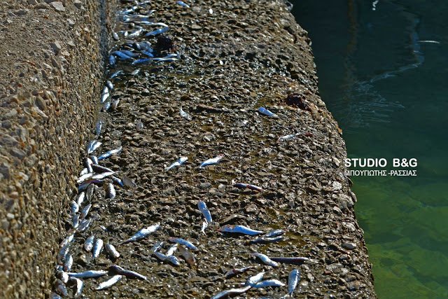 Αναυδοι ντόπιοι και τουρίστες στο Ναύπλιο: Σαρδέλες βγήκαν στη στεριά [εικόνες & βίντεο] | iefimerida.gr 1