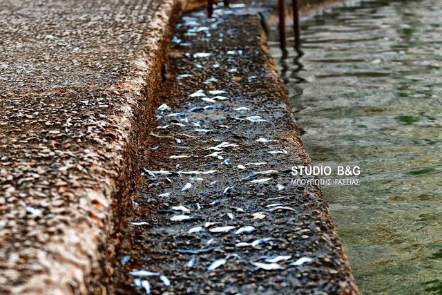 Αναυδοι ντόπιοι και τουρίστες στο Ναύπλιο: Σαρδέλες βγήκαν στη στεριά [εικόνες & βίντεο] | iefimerida.gr 4