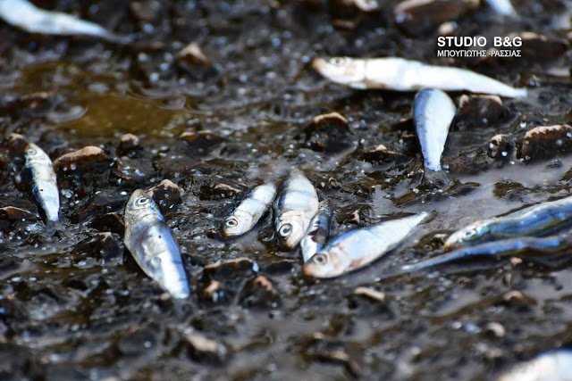 Αναυδοι ντόπιοι και τουρίστες στο Ναύπλιο: Σαρδέλες βγήκαν στη στεριά [εικόνες & βίντεο] | iefimerida.gr 2