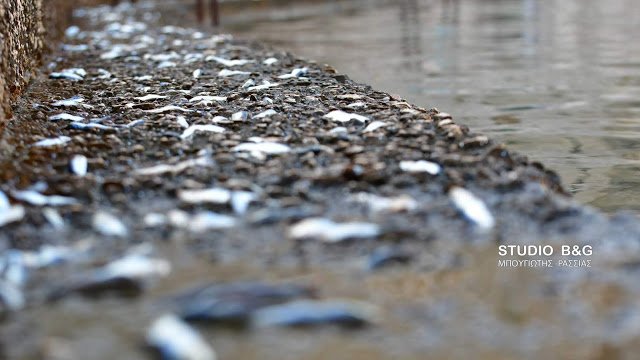 Αναυδοι ντόπιοι και τουρίστες στο Ναύπλιο: Σαρδέλες βγήκαν στη στεριά [εικόνες & βίντεο] | iefimerida.gr 0