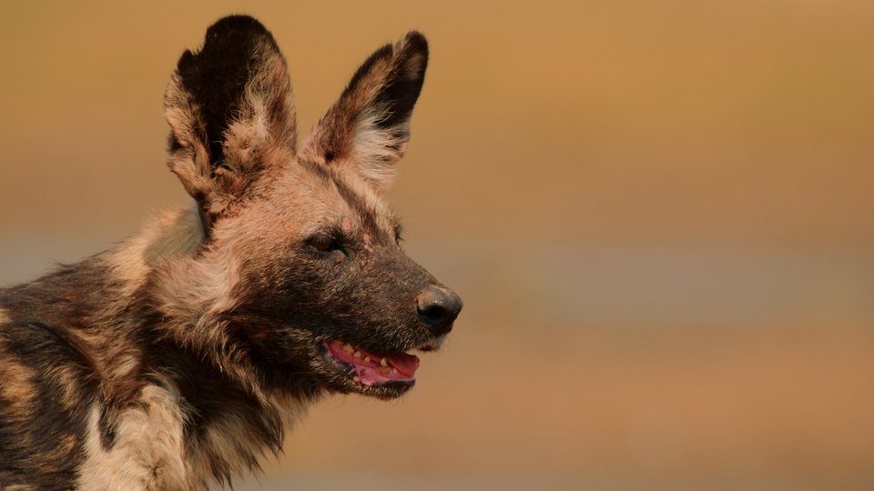 Dynasties: η πολυαναμενόμενη σειρά ντοκιμαντέρ του BBC Earth έρχεται στην Cosmote TV | iefimerida.gr 3