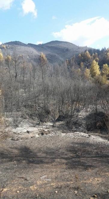 Δυτική Αχαΐα: Συνεχείς οι αναζωπυρώσεις -Δεν έχει απομακρυνθεί ο κίνδυνος [εικόνες] | iefimerida.gr 0