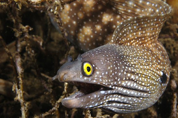 Ζώα με... GPS - Τα 5 είδη που δεν πρόκειται να χαθούν ποτέ [εικόνες] | iefimerida.gr 0