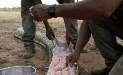 Σκότωσαν τεράστιο φίδι και βρήκαν δεκάδες αβγά μέσα του [εικόνες] | iefimerida.gr 3