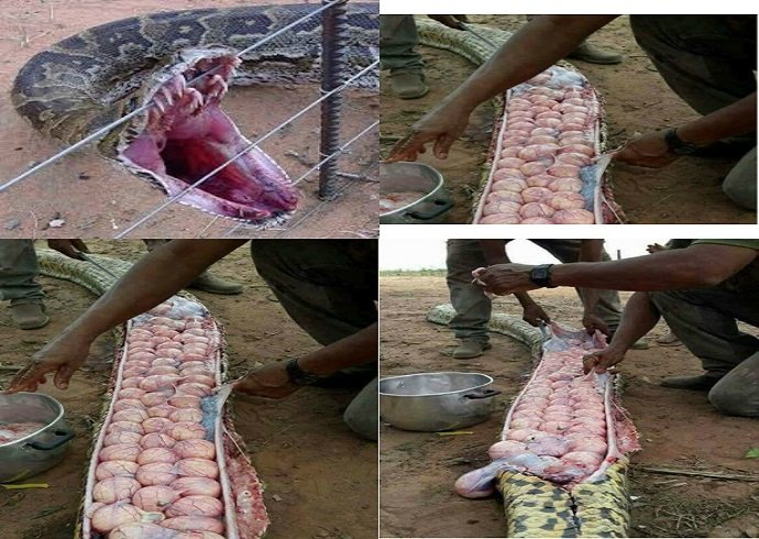 Σκότωσαν τεράστιο φίδι και βρήκαν δεκάδες αβγά μέσα του [εικόνες] | iefimerida.gr 2