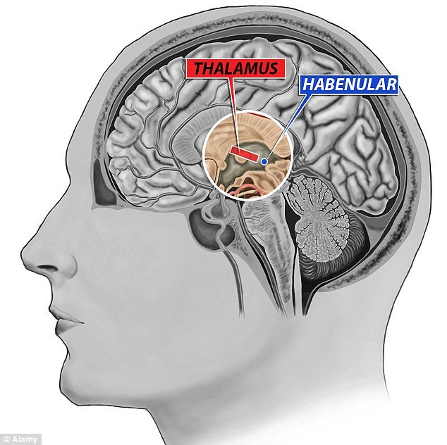 Αν βαριέστε τη γυμναστική φταίει το μυαλό σας -Περιοχή στον εγκέφαλο συνδέεται με την όρεξη για άθληση [εικόνες] | iefimerida.gr 0