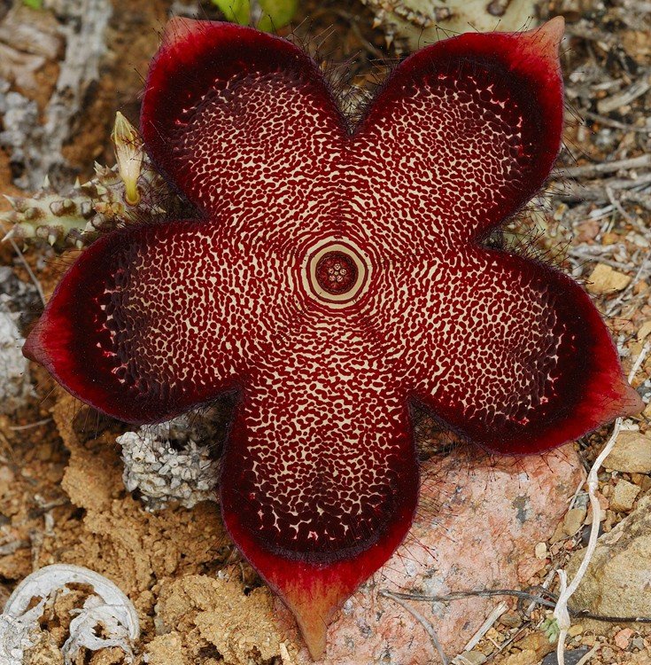 Το «νησί της ευδαιμονίας»: Το πιο εξωγήινο μέρος του πλανήτη  [εικόνες]   | iefimerida.gr 0