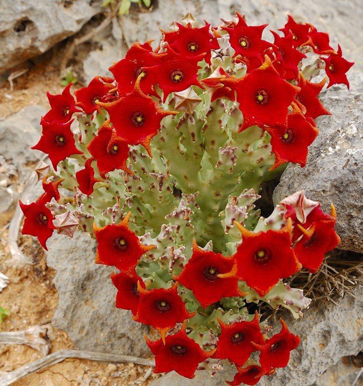 Το «νησί της ευδαιμονίας»: Το πιο εξωγήινο μέρος του πλανήτη  [εικόνες]   | iefimerida.gr 1