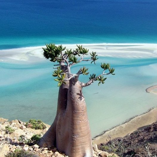 Το «νησί της ευδαιμονίας»: Το πιο εξωγήινο μέρος του πλανήτη  [εικόνες]   | iefimerida.gr 6