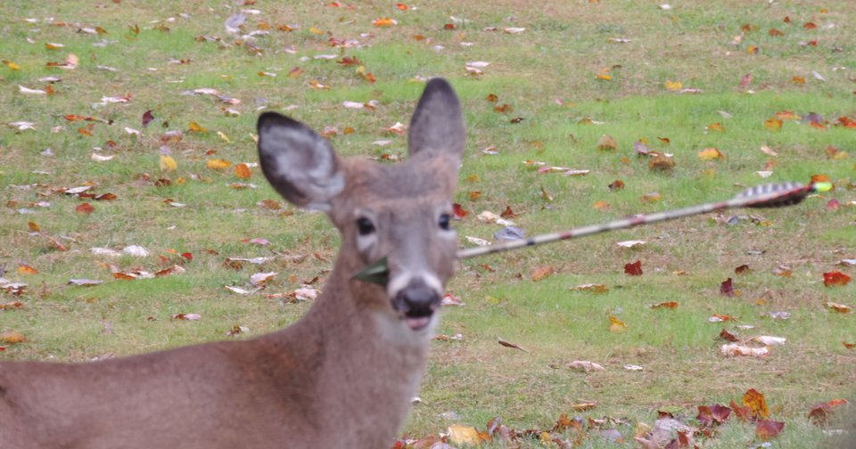 Βέλος διαπέρασε το κεφάλι ελαφιού και εκείνο συνεχίζει κανονικά τις βόλτες του! [εικόνες] | iefimerida.gr 1