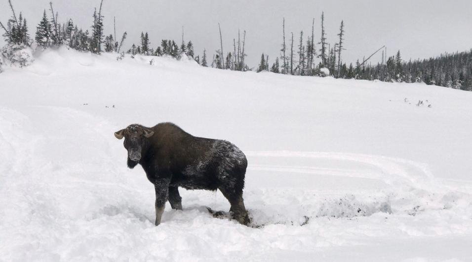 Καναδάς: Εσωσαν ελάφι που είχε θαφτεί μέσα στο χιόνι [βίντεο] | iefimerida.gr 0