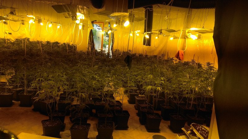 Η ΕΛ.ΑΣ. εξάρθρωσε εγκληματική οργάνωση ναρκωτικών με πάνω από 2.000 δενδρύλλια κάνναβης [εικόνες] | iefimerida.gr 1