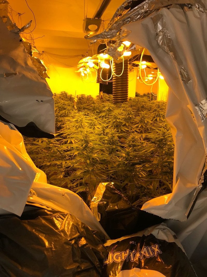 Η ΕΛ.ΑΣ. εξάρθρωσε εγκληματική οργάνωση ναρκωτικών με πάνω από 2.000 δενδρύλλια κάνναβης [εικόνες] | iefimerida.gr 2