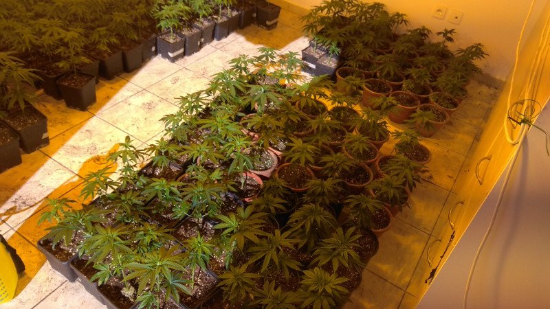 Η ΕΛ.ΑΣ. εξάρθρωσε εγκληματική οργάνωση ναρκωτικών με πάνω από 2.000 δενδρύλλια κάνναβης [εικόνες] | iefimerida.gr 3