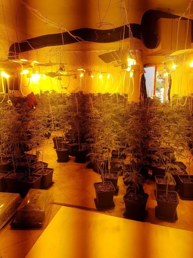 Η ΕΛ.ΑΣ. εξάρθρωσε εγκληματική οργάνωση ναρκωτικών με πάνω από 2.000 δενδρύλλια κάνναβης [εικόνες] | iefimerida.gr 4