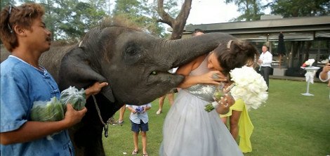 Απίστευτο: Ελέφαντας «έφαγε» νύφη την ώρα που παντρευόταν  [εικόνες & βίντεο] | iefimerida.gr 0
