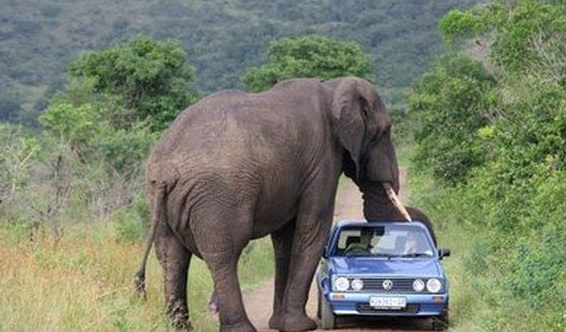Όταν τα ζώα επιτίθενται εκεί που δεν το περιμένεις! [εικόνες] | iefimerida.gr 2