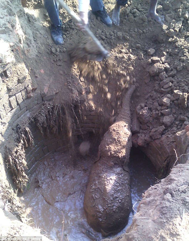 Αφοσίωση: Θηλυκός ελέφαντας προσπαθούσε επί 11 ώρες να σώσει το παιδί του [εικόνες & βίντεο] | iefimerida.gr 1