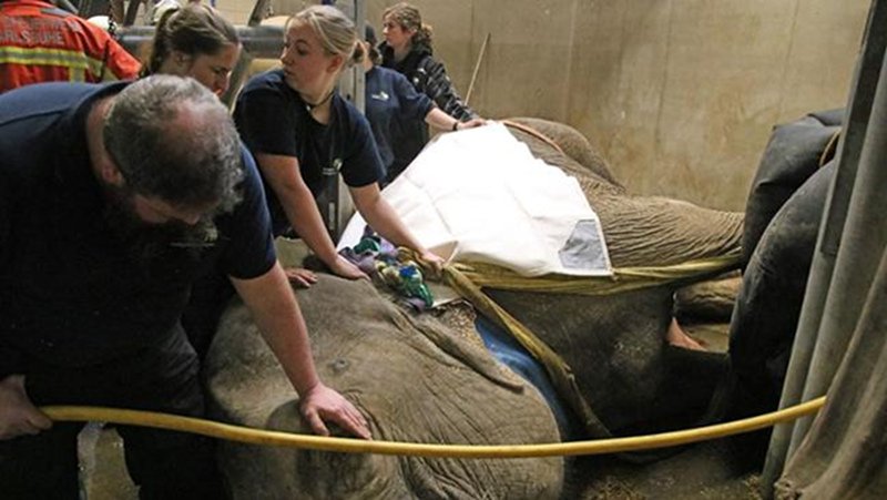 Γερμανία: Διάσωση ελεφαντίνας που σφήνωσε σε μεταλλικές ράβδους [εικόνες] | iefimerida.gr 1