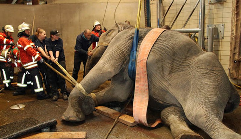 Γερμανία: Διάσωση ελεφαντίνας που σφήνωσε σε μεταλλικές ράβδους [εικόνες] | iefimerida.gr 2