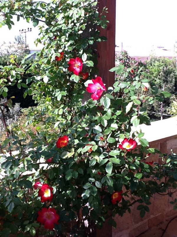 Ο ανθισμένος κήπος της Ελένης Μενεγάκη -Eνθουσιάστηκε που μπήκε η άνοιξη [εικόνες] | iefimerida.gr 1