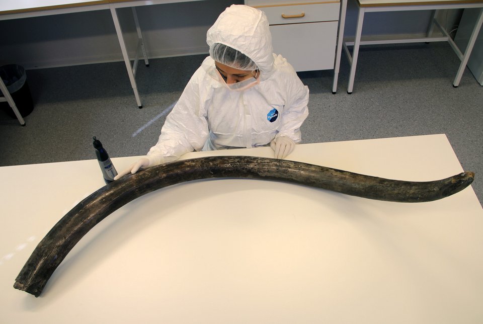Η Ελληνίδα ερευνήτρια που μελετά τα μαμούθ και κάνει μεταδιδακτορικό στο Χάρβαρντ [εικόνες] | iefimerida.gr 2