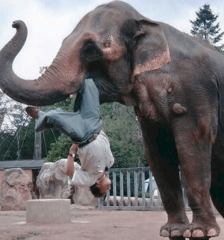 Όταν τα ζώα επιτίθενται εκεί που δεν το περιμένεις! [εικόνες] | iefimerida.gr 3