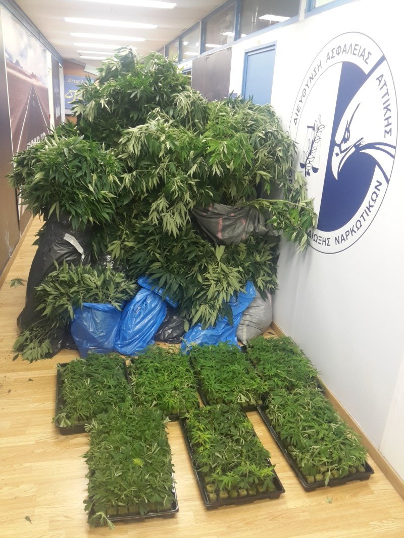 Η ΕΛ.ΑΣ. εξάρθρωσε εγκληματική οργάνωση ναρκωτικών με πάνω από 2.000 δενδρύλλια κάνναβης [εικόνες] | iefimerida.gr 0
