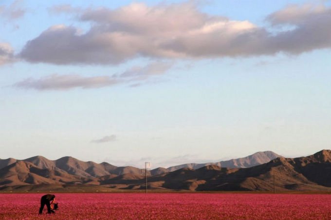 Πώς το Ελ Νίνιο έκανε χρωματιστό το πιο ξηρό μέρος του πλανήτη [εικόνες] | iefimerida.gr 0
