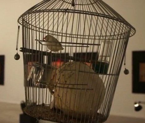 Εκθεμα στο Μουσείο Σύγχρονης Τέχνης ένα ζωντανό καναρίνι – Αντιδρούν οι φιλόζωοι [εικόνα & βίντεο] | iefimerida.gr 0