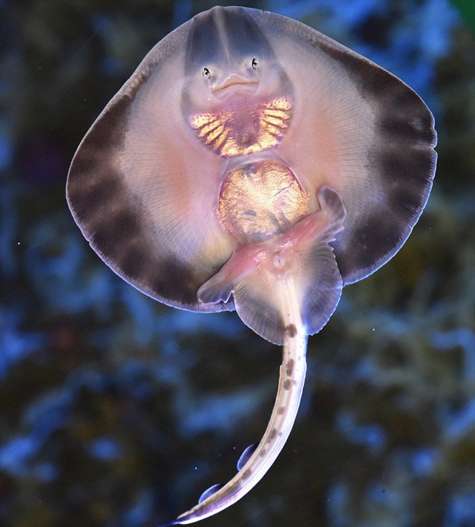 Εχει ασανσέρ και ύψος 24 μέτρα - Το μεγαλύτερο κυλινδρικό ενυδρείο του κόσμου βρίσκεται στο Βερολίνο [εικόνες]   | iefimerida.gr 5