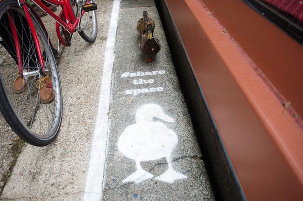 Λωρίδα κυκλοφορίας αποκλειστικά για πάπιες -Η ενέργεια ευαισθητοποίησης βρετανικής οργάνωσης [εικόνες]  | iefimerida.gr 1