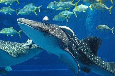 Υδάτινο υπερθέαμα που κόβει την ανάσα στην Ιαπωνία [εικόνες – βίντεο] | iefimerida.gr 2