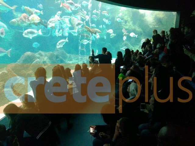 Ηράκλειο: Ο Αϊ-Βασίλης βούτηξε στο... ενυδρείο [εικόνες & βίντεο] | iefimerida.gr 0