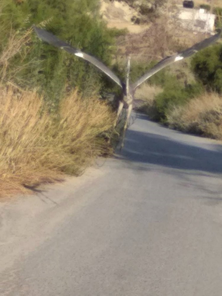 Μυστήριο με πουλί αλά Τζουράσικ Παρκ στην Ιεράπετρα -Φωτογραφίες... τρόμος | iefimerida.gr 2
