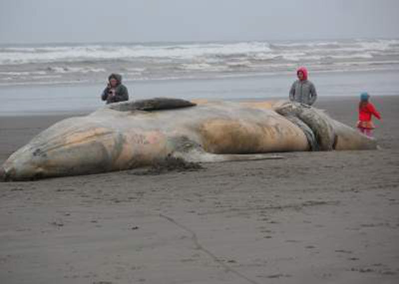 Εικόνες Αποκάλυψης στη Χιλή: 300 νεκρές φάλαινες ξεβράστηκαν στην παραλία [εικόνες]  | iefimerida.gr 0