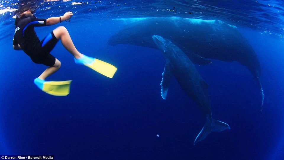 Μια μοναδική φιλία στα 500 μέτρα βάθος-Τα παιδιά που κολυμπούν με φάλαινες 40 τόνων [εικόνες] | iefimerida.gr 0