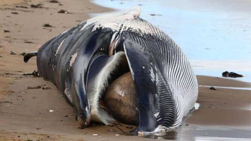 Εικόνες Αποκάλυψης στη Χιλή: 300 νεκρές φάλαινες ξεβράστηκαν στην παραλία [εικόνες]  | iefimerida.gr 1