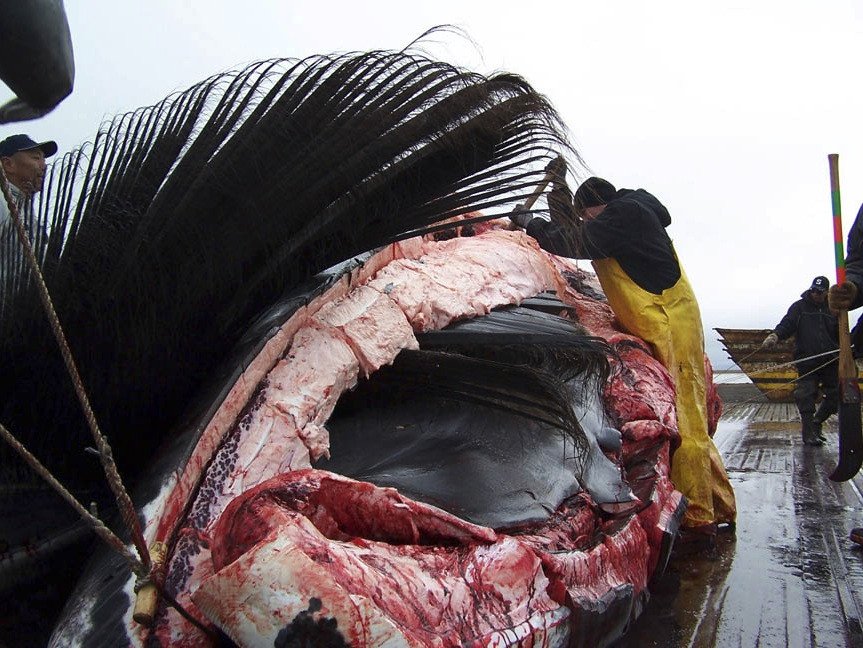 Ιαπωνία: Ξεκινά ξανά η θηριωδία με το κυνήγι των φαλαινών [εικόνες]  | iefimerida.gr 2