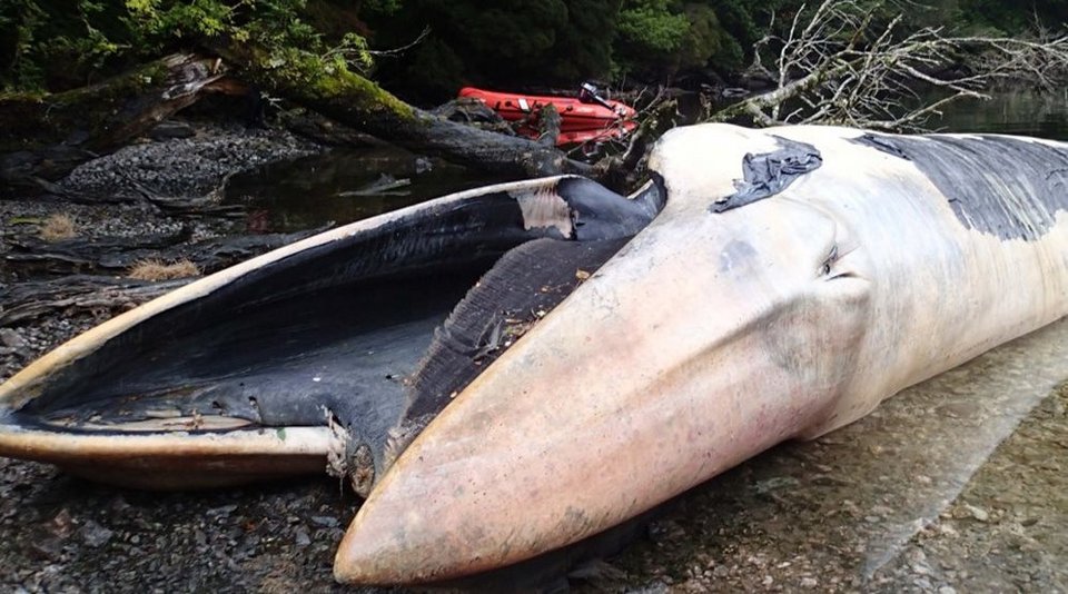 Εικόνες Αποκάλυψης στη Χιλή: 300 νεκρές φάλαινες ξεβράστηκαν στην παραλία [εικόνες]  | iefimerida.gr 2