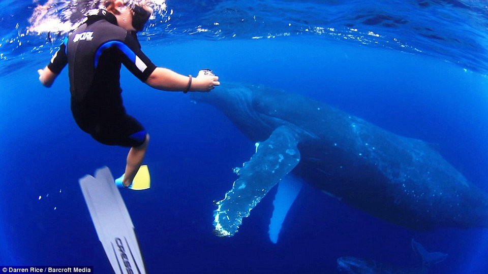 Μια μοναδική φιλία στα 500 μέτρα βάθος-Τα παιδιά που κολυμπούν με φάλαινες 40 τόνων [εικόνες] | iefimerida.gr 2